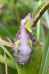 Limacodidae
