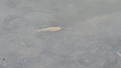 Oreochromis