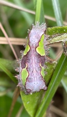 Limacodidae