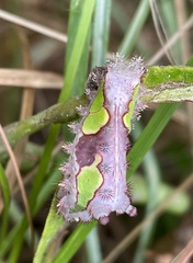 Limacodidae