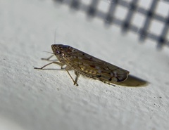 Osbornellus