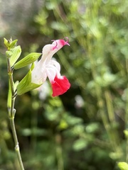 Salvia microphylla