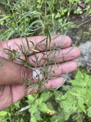 Arracacia tolucensis
