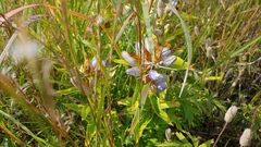 Gentiana × pallidocyanea