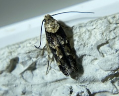 Gelechioidea