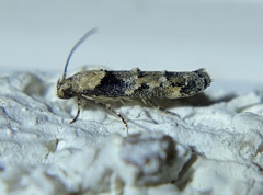 Gelechioidea