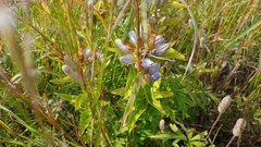 Gentiana × pallidocyanea