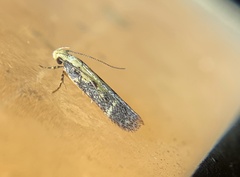 Aroga paraplutella