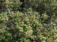 Spyridium globulosum