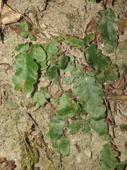 Tectaria zeilanica