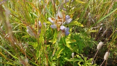 Gentiana × pallidocyanea
