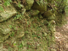 Tectaria zeilanica