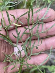 Arracacia tolucensis