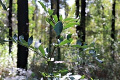 Polyscias sambucifolia