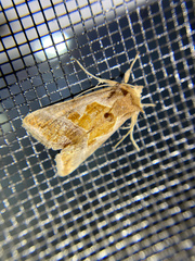Autographa pasiphaeia