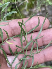 Arracacia tolucensis