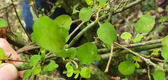 Coprosma rubra