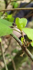 Coprosma rubra