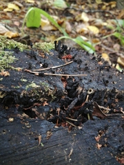 Xylaria hypoxylon