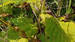 Triosteum aurantiacum