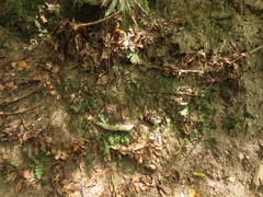 Tectaria zeilanica