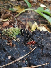 Xylaria hypoxylon
