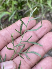 Arracacia tolucensis