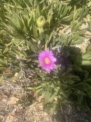 Carpobrotus chilensis