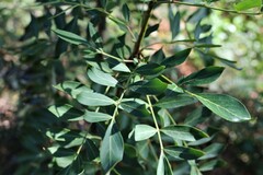 Polyscias sambucifolia