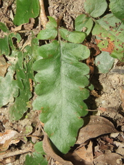 Tectaria zeilanica