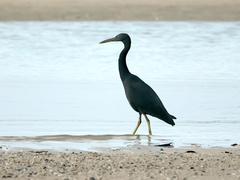 Egretta sacra