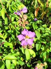 Melastoma malabathricum