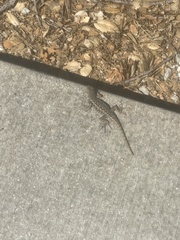 Sceloporus occidentalis bocourtii
