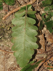 Tectaria zeilanica