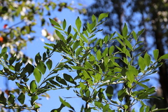 Polyscias sambucifolia