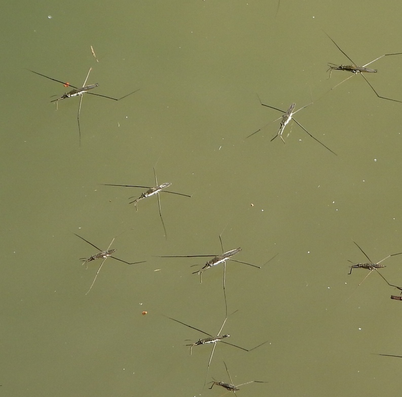 lake pondskater from CCA Racconigi - Cuneo - Italia on September 17 ...