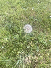 Taraxacum erythrospermum