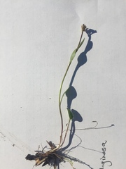 Eutrema edwardsii