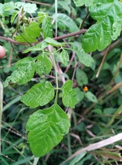 Sapindaceae