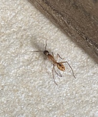 Camponotus maculatus