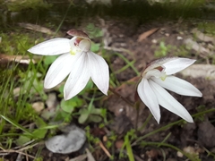 Caladenia