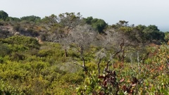 Arctostaphylos montereyensis