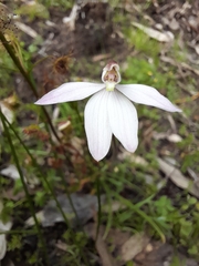 Caladenia