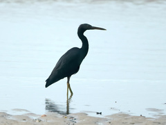Egretta sacra