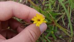Heterotheca camporum camporum