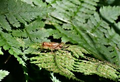 Anaxipha exigua
