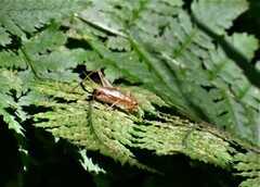 Anaxipha exigua