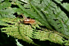 Anaxipha exigua