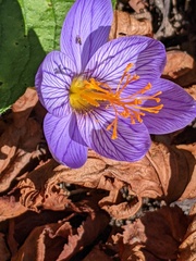 Crocus speciosus