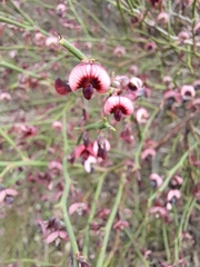 Daviesia brevifolia